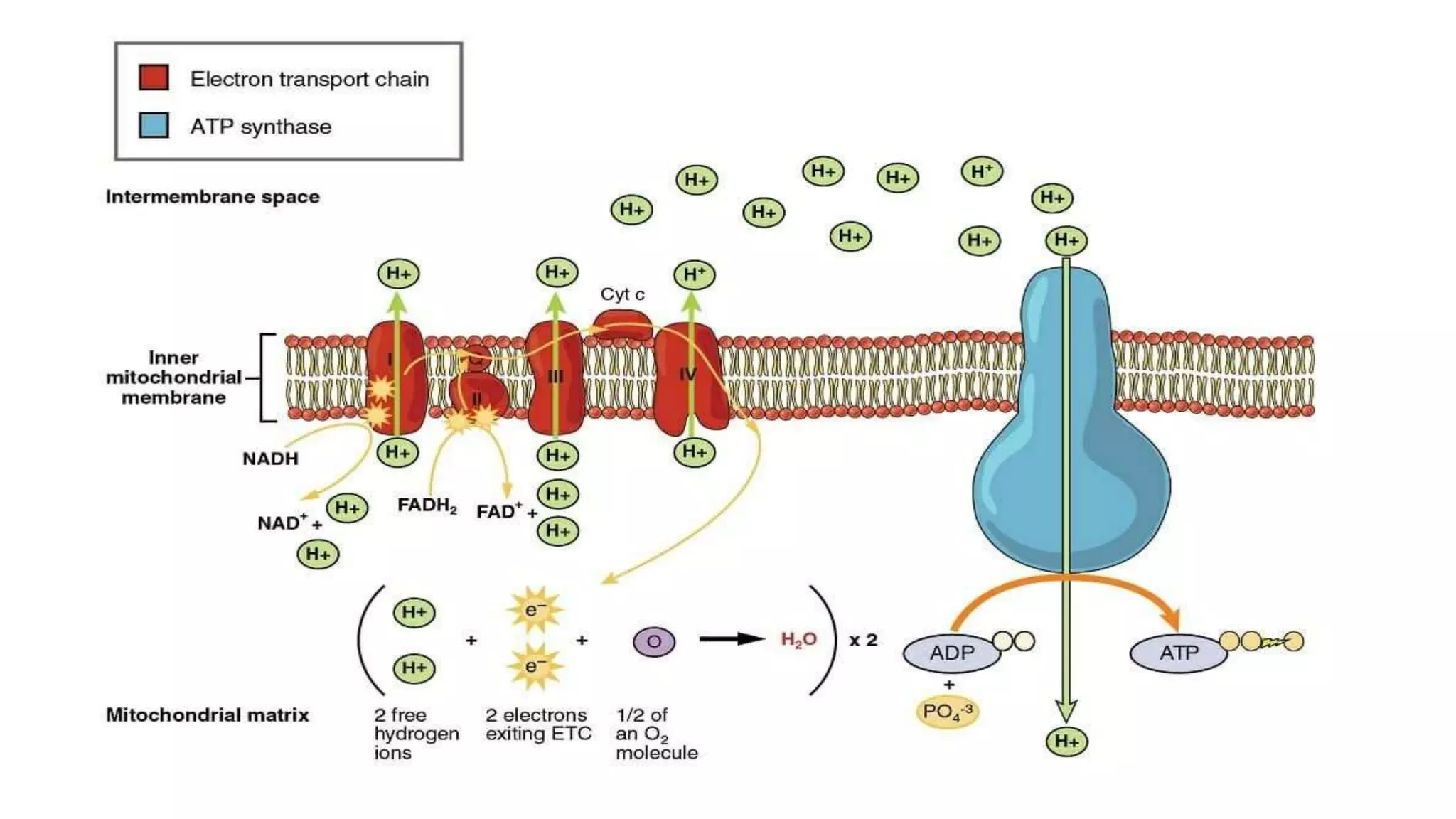 ELECTRON TRANSPORT CHAIN | PPTX