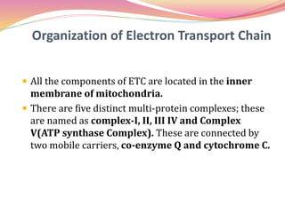 Electron transport chain( Oxidative phosphorylation) | PPTX