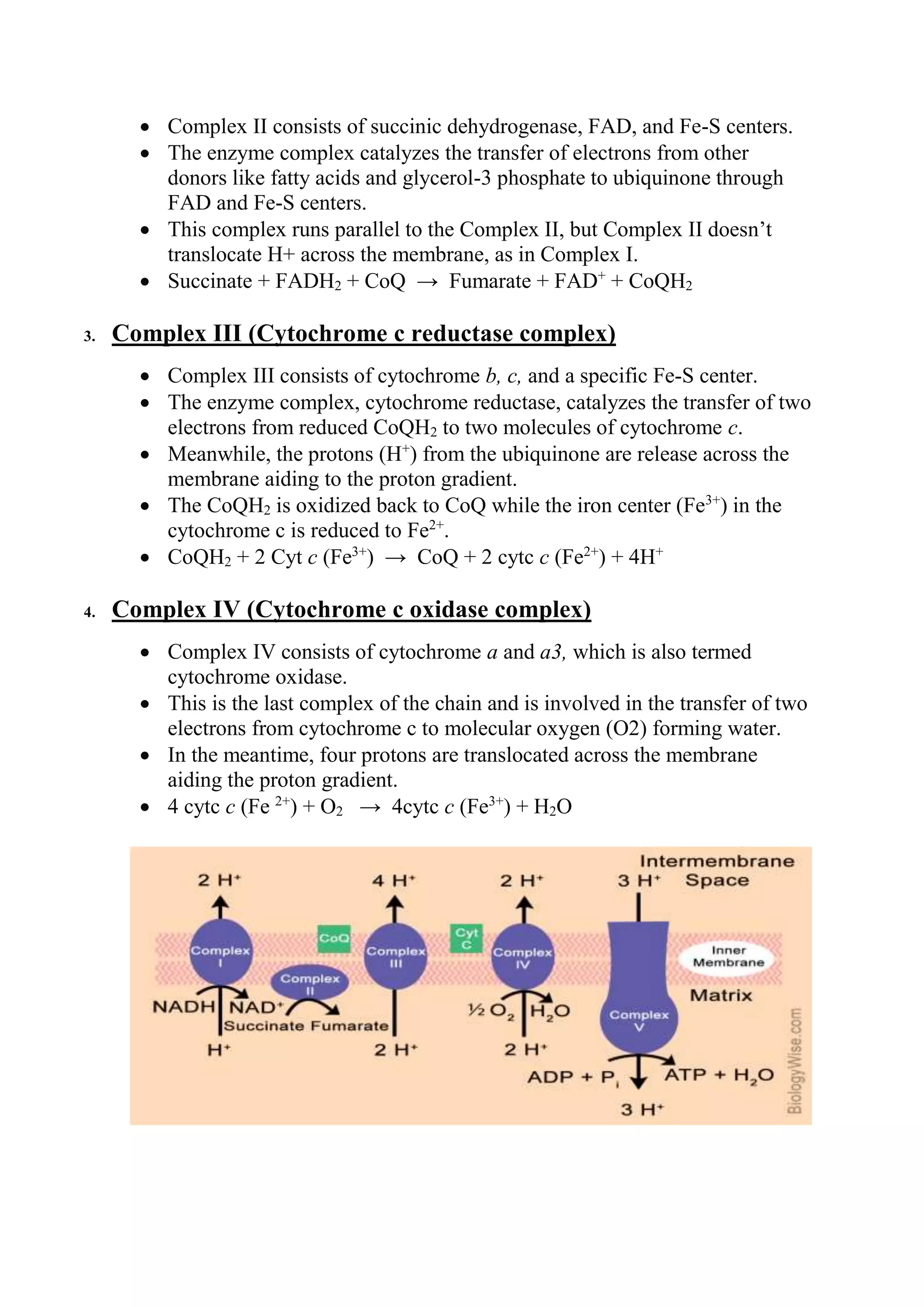 Electron transport chain.pdf