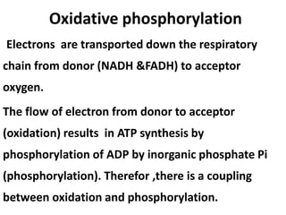 Oxidative phosphorylation
Electrons are transported down the respiratory
chain from donor (NADH &FADH) to acceptor
oxygen.
The flow of electron from donor to acceptor
(oxidation) results in ATP synthesis by
phosphorylation of ADP by inorganic phosphate Pi
(phosphorylation). Therefor ,there is a coupling
between oxidation and phosphorylation.
 
