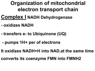 Organization of mitochondrial
electron transport chain
Complex I NADH Dehydrogenase
- oxidizes NADH
- transfers e- to Ubiquinone (UQ)
- pumps 1H+ per of electrons
It oxidizes NADH+H into NAD.at the same time
converts its coenzyme FMN into FMNH2
 