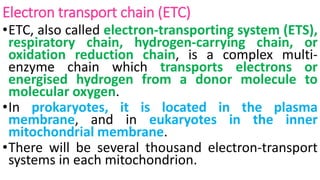 Electron transport chain (ETC)
•ETC, also called electron-transporting system (ETS),
respiratory chain, hydrogen-carrying chain, or
oxidation reduction chain, is a complex multi-
enzyme chain which transports electrons or
energised hydrogen from a donor molecule to
molecular oxygen.
•In prokaryotes, it is located in the plasma
membrane, and in eukaryotes in the inner
mitochondrial membrane.
•There will be several thousand electron-transport
systems in each mitochondrion.
 