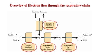 Electron Transport Chain: The respiratory Chain & Oxidative ...