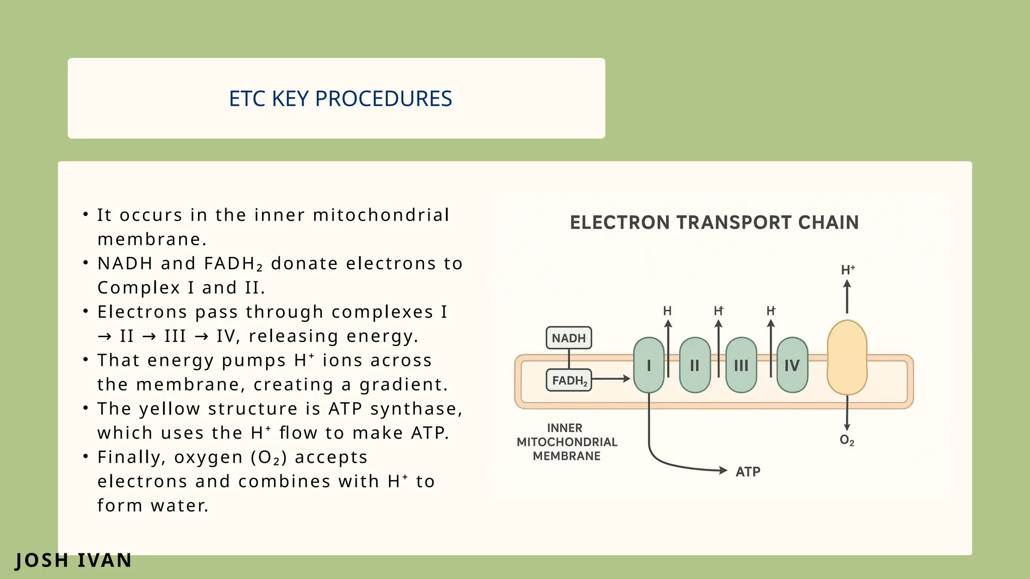 ELECTRON TRANSPORT CHAIN ATP PRODUCTION. | PPTX