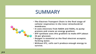 ELECTRON TRANSPORT CHAIN ATP PRODUCTION. | PPTX