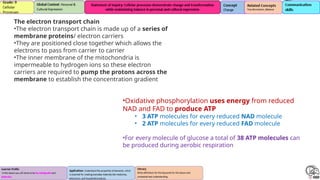 Electron transport Chain describing one of the stages of celluar ...