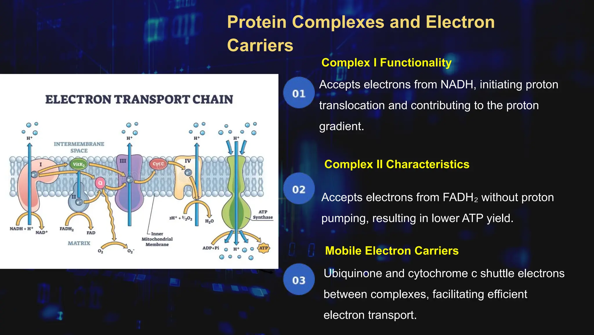 Electron Transport Chain and Energy Production (2).pptx