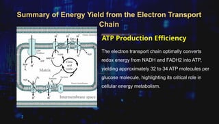 Electron Transport Chain and Energy Production (2).pptx