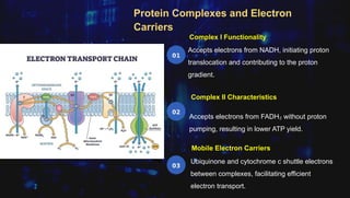 Electron Transport Chain and Energy Production (2).pptx