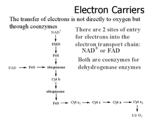 Electron transport chain (etc) | PPTX