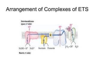 electron_transport_chainetc .ppt