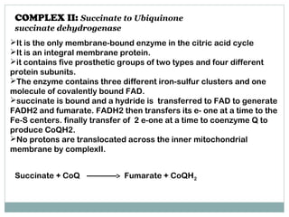 COMPLEX II: Succinate to Ubiquinone
succinate dehydrogenase
It is the only membrane-bound enzyme in the citric acid cycle
It is an integral membrane protein.
it contains five prosthetic groups of two types and four different
protein subunits.
The enzyme contains three different iron-sulfur clusters and one
molecule of covalently bound FAD.
succinate is bound and a hydride is transferred to FAD to generate
FADH2 and fumarate. FADH2 then transfers its e- one at a time to the
Fe-S centers. finally transfer of 2 e-one at a time to coenzyme Q to
produce CoQH2.
No protons are translocated across the inner mitochondrial
membrane by complexII.
Succinate + CoQ Fumarate + CoQH2
 