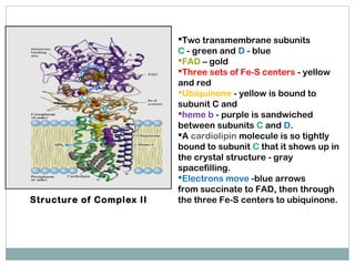 Structure of Complex II
Two transmembrane subunits
C - green and D - blue
FAD – gold
Three sets of Fe-S centers - yellow
and red
Ubiquinone - yellow is bound to
subunit C and
heme b - purple is sandwiched
between subunits C and D.
A cardiolipin molecule is so tightly
bound to subunit C that it shows up in
the crystal structure - gray
spacefilling.
Electrons move -blue arrows
from succinate to FAD, then through
the three Fe-S centers to ubiquinone.
 