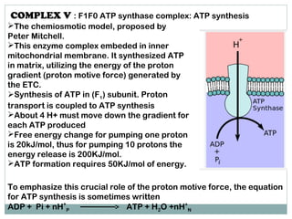 COMPLEX V : F1F0 ATP synthase complex: ATP synthesis
The chemiosmotic model, proposed by
Peter Mitchell.
This enzyme complex embeded in inner
mitochondrial membrane. It synthesized ATP
in matrix, utilizing the energy of the proton
gradient (proton motive force) generated by
the ETC.
Synthesis of ATP in (F1) subunit. Proton
transport is coupled to ATP synthesis
About 4 H+ must move down the gradient for
each ATP produced
Free energy change for pumping one proton
is 20kJ/mol, thus for pumping 10 protons the
energy release is 200KJ/mol.
ATP formation requires 50KJ/mol of energy.
To emphasize this crucial role of the proton motive force, the equation
for ATP synthesis is sometimes written
ADP + Pi + nH+
P ATP + H2O +nH+
N
 