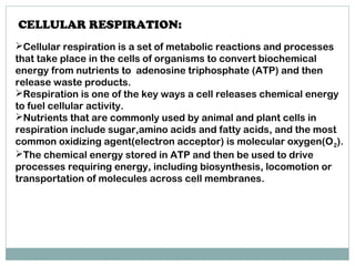 Cellular respiration is a set of metabolic reactions and processes
that take place in the cells of organisms to convert biochemical
energy from nutrients to  adenosine triphosphate (ATP) and then
release waste products.
Respiration is one of the key ways a cell releases chemical energy
to fuel cellular activity.
Nutrients that are commonly used by animal and plant cells in
respiration include sugar,amino acids and fatty acids, and the most
common oxidizing agent(electron acceptor) is molecular oxygen(O2).
The chemical energy stored in ATP and then be used to drive
processes requiring energy, including biosynthesis, locomotion or
transportation of molecules across cell membranes.
 
CELLULAR RESPIRATION:
 
