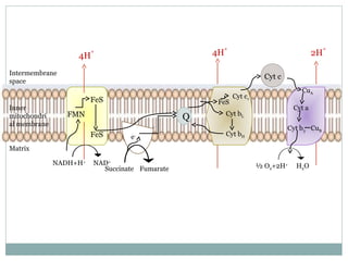 NADH+H+
FMN
FeS
FeS
4H
+
NAD+
Q
4H
+
Succinate Fumarate
e-
Cyt c1
FeS
Cyt bL
Cyt bH
Cyt c
CuA
Cyt a
Cyt b3 CuB
½ O2+2H+
H2O
2H
+
Intermembrane
space
Inner
mitochondri
al membrane
Matrix
 