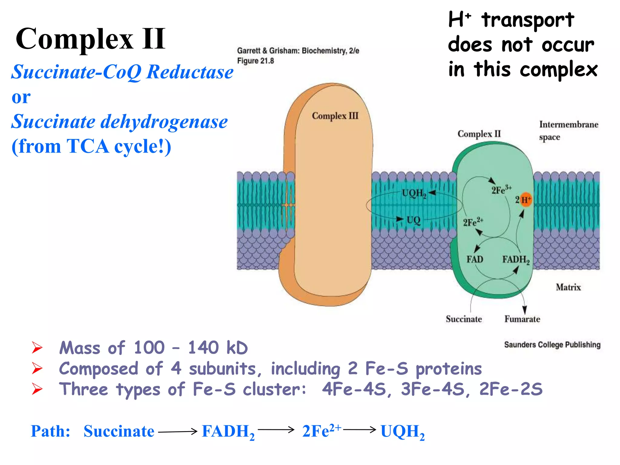 Electron Transport Chain lecture.ppt