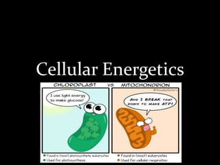 Cellular Energetics
 