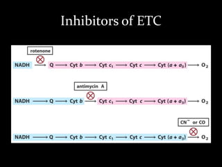Inhibitors of ETC
 