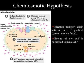 Electron transport chain
sets up an H+ gradient
(proton motive force).
Energy of the pmf is
harnessed to make ATP.
Chemiosmotic Hypothesis
 