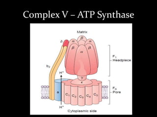Complex V – ATP Synthase
 