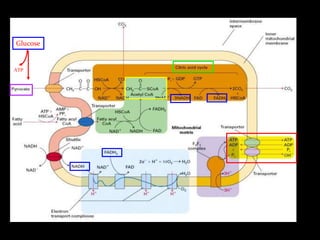 Glucose
ATP
 