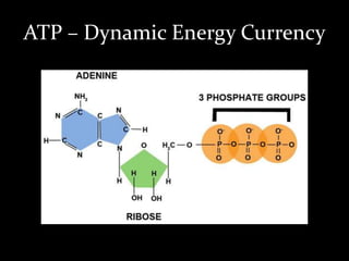 ATP – Dynamic Energy Currency
 