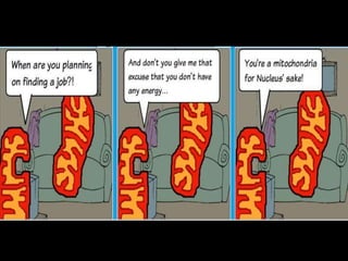 Electron transport chain &amp; oxidative phosphorylation