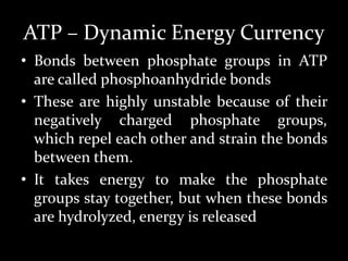 • Bonds between phosphate groups in ATP
are called phosphoanhydride bonds
• These are highly unstable because of their
negatively charged phosphate groups,
which repel each other and strain the bonds
between them.
• It takes energy to make the phosphate
groups stay together, but when these bonds
are hydrolyzed, energy is released
ATP – Dynamic Energy Currency
 