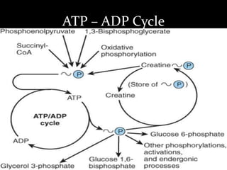 ATP – ADP Cycle
 