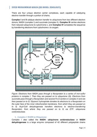 Electron Transport Chain & Oxidative Phosphorylation | PDF