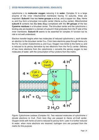 Electron Transport Chain & Oxidative Phosphorylation | PDF