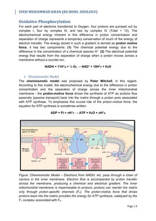 Electron Transport Chain & Oxidative Phosphorylation | PDF