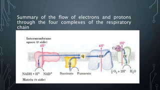 Summary of the flow of electrons and protons
through the four complexes of the respiratory
chain
 