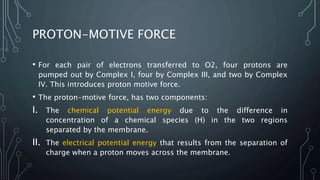 PROTON-MOTIVE FORCE
• For each pair of electrons transferred to O2, four protons are
pumped out by Complex I, four by Complex III, and two by Complex
IV. This introduces proton motive force.
• The proton-motive force, has two components:
I. The chemical potential energy due to the difference in
concentration of a chemical species (H) in the two regions
separated by the membrane.
II. The electrical potential energy that results from the separation of
charge when a proton moves across the membrane.
 