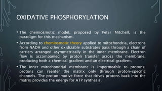 OXIDATIVE PHOSPHORYLATION
• The chemiosmotic model, proposed by Peter Mitchell, is the
paradigm for this mechanism.
• According to chemiosmotic theory applied to mitochondria, electrons
from NADH and other oxidizable substrates pass through a chain of
carriers arranged asymmetrically in the inner membrane. Electron
flow is accompanied by proton transfer across the membrane,
producing both a chemical gradient and an electrical gradient.
• The inner mitochondrial membrane is impermeable to protons,
protons can reenter the matrix only through proton-specific
channels. The proton-motive force that drives protons back into the
matrix provides the energy for ATP synthesis.
 