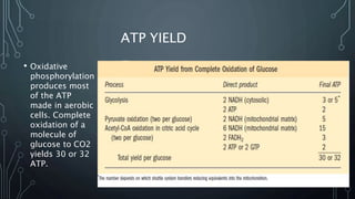 ATP YIELD
• Oxidative
phosphorylation
produces most
of the ATP
made in aerobic
cells. Complete
oxidation of a
molecule of
glucose to CO2
yields 30 or 32
ATP.
 