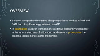 OVERVIEW
• Electron transport and oxidative phosphorylation re-oxidize NADH and
FADH2 and trap the energy released as ATP.
• In eukaryotes, electron transport and oxidative phosphorylation occur
in the inner membrane of mitochondria whereas in prokaryotes the
process occurs in the plasma membrane.
 
