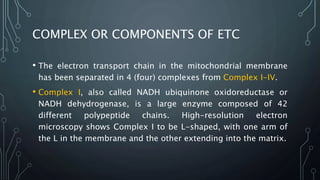 COMPLEX OR COMPONENTS OF ETC
• The electron transport chain in the mitochondrial membrane
has been separated in 4 (four) complexes from Complex I-IV.
• Complex I, also called NADH ubiquinone oxidoreductase or
NADH dehydrogenase, is a large enzyme composed of 42
different polypeptide chains. High-resolution electron
microscopy shows Complex I to be L-shaped, with one arm of
the L in the membrane and the other extending into the matrix.
 