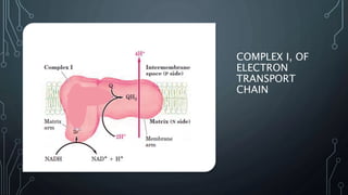 COMPLEX I, OF
ELECTRON
TRANSPORT
CHAIN
 