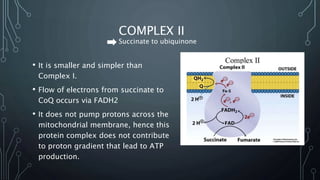 COMPLEX II
Succinate to ubiquinone
• It is smaller and simpler than
Complex I.
• Flow of electrons from succinate to
CoQ occurs via FADH2
• It does not pump protons across the
mitochondrial membrane, hence this
protein complex does not contribute
to proton gradient that lead to ATP
production.
 
