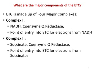 Electron Transport Chain Oxidative Phosphorylation PPP 4.pdf