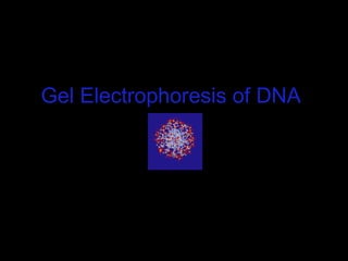 Gel Electrophoresis of DNA

 