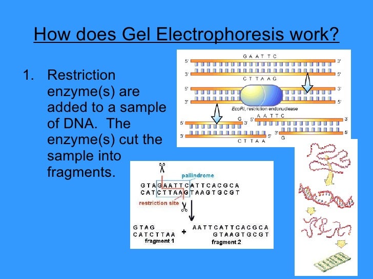 how does gel electrophoresis work