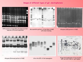 Electrophoresis | PPT