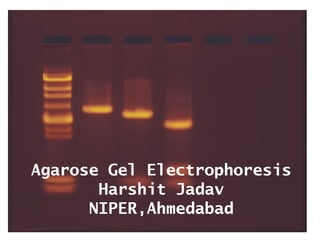 Agarose Gel Electrophoresis
Harshit Jadav
NIPER,Ahmedabad
 