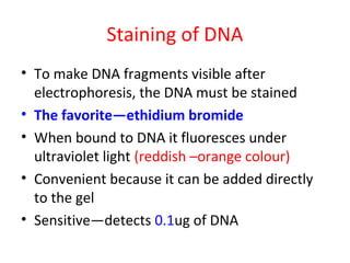 Staining of DNA
• To make DNA fragments visible after
electrophoresis, the DNA must be stained
• The favorite—ethidium bromide
• When bound to DNA it fluoresces under
ultraviolet light (reddish –orange colour)
• Convenient because it can be added directly
to the gel
• Sensitive—detects 0.1ug of DNA
 
