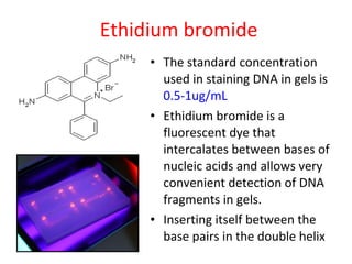Ethidium bromide
• The standard concentration
used in staining DNA in gels is
0.5-1ug/mL
• Ethidium bromide is a
fluorescent dye that
intercalates between bases of
nucleic acids and allows very
convenient detection of DNA
fragments in gels.
• Inserting itself between the
base pairs in the double helix
 