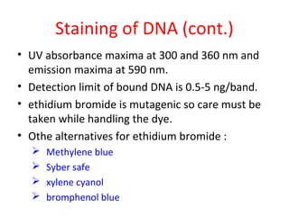 Staining of DNA (cont.)
• UV absorbance maxima at 300 and 360 nm and
emission maxima at 590 nm.
• Detection limit of bound DNA is 0.5-5 ng/band.
• ethidium bromide is mutagenic so care must be
taken while handling the dye.
• Othe alternatives for ethidium bromide :
 Methylene blue
 Syber safe
 xylene cyanol
 bromphenol blue
 