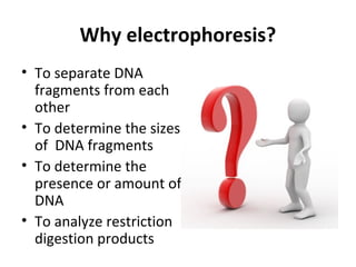 Why electrophoresis?
• To separate DNA
fragments from each
other
• To determine the sizes
of DNA fragments
• To determine the
presence or amount of
DNA
• To analyze restriction
digestion products
 